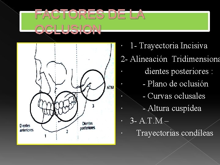 FACTORES DE LA OCLUSION 1 - Trayectoria Incisiva 2 - Alineación Tridimensiona dientes posteriores