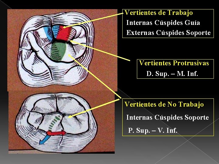 Vertientes de Trabajo Internas Cúspides Guía Externas Cúspides Soporte Vertientes Protrusivas D. Sup. –