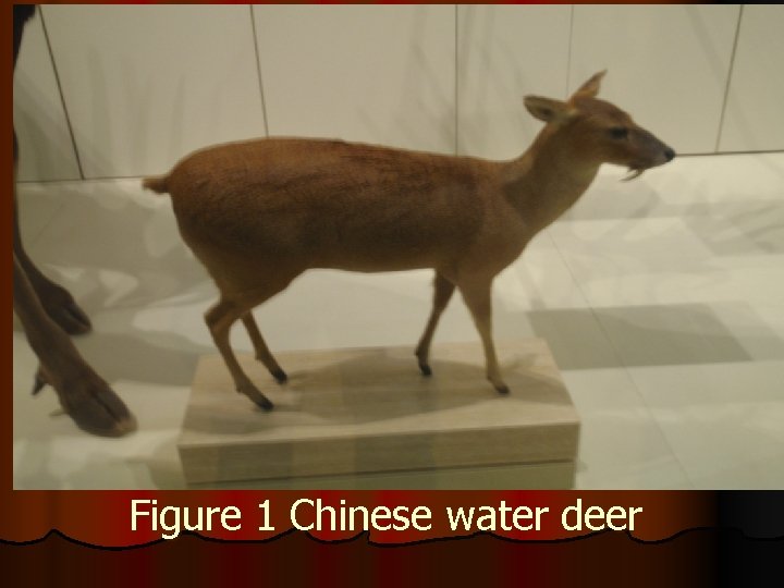 l Figure 1 Chinese water deer 