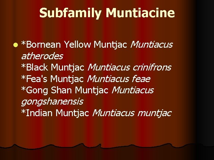 Subfamily Muntiacine l *Bornean Yellow Muntjac Muntiacus atherodes *Black Muntjac Muntiacus crinifrons *Fea's Muntjac