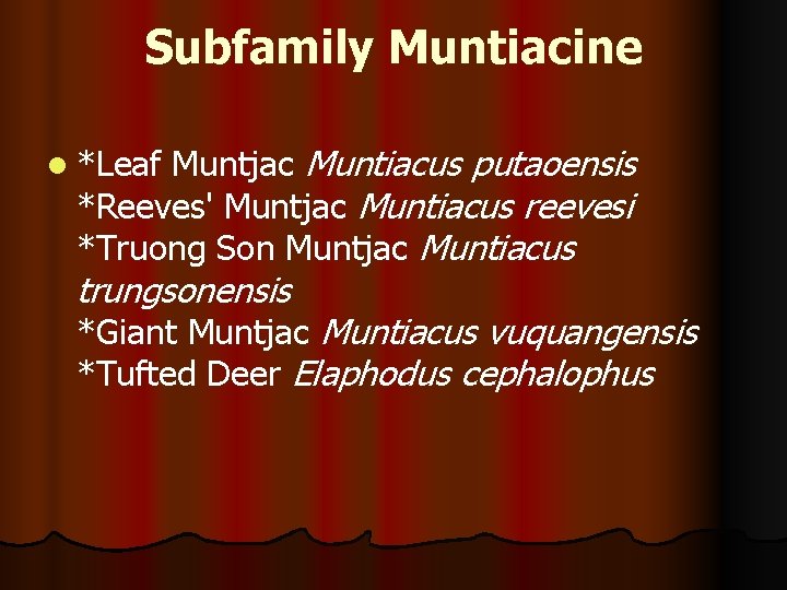 Subfamily Muntiacine l *Leaf Muntjac Muntiacus putaoensis *Reeves' Muntjac Muntiacus reevesi *Truong Son Muntjac