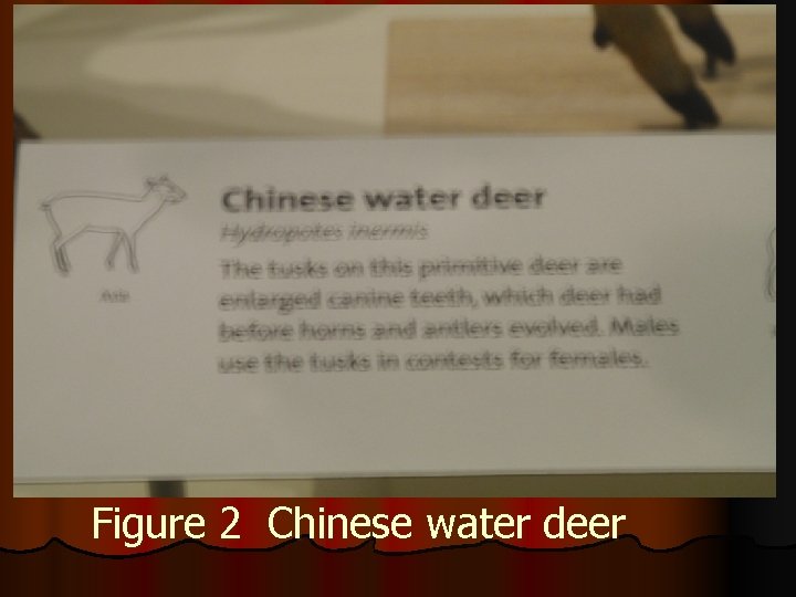 Figure 2 Chinese water deer 