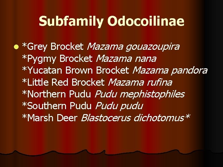 Subfamily Odocoilinae l *Grey Brocket Mazama gouazoupira *Pygmy Brocket Mazama nana *Yucatan Brown Brocket