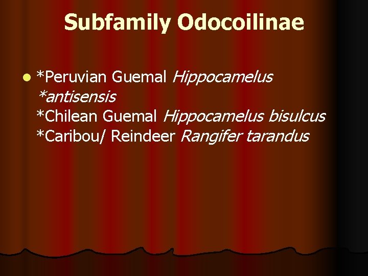 Subfamily Odocoilinae l *Peruvian Guemal Hippocamelus *antisensis *Chilean Guemal Hippocamelus bisulcus *Caribou/ Reindeer Rangifer