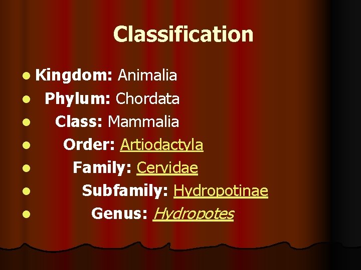  Classification l Kingdom: Animalia l Phylum: Chordata l Class: Mammalia l Order: Artiodactyla