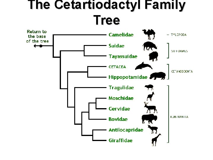 The Cetartiodactyl Family Tree 