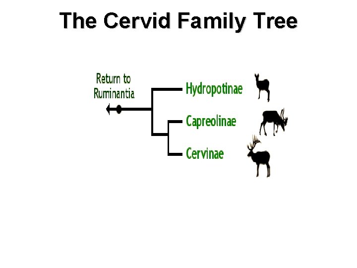 The Cervid Family Tree 