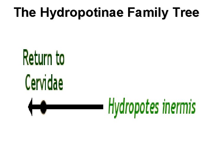 The Hydropotinae Family Tree 