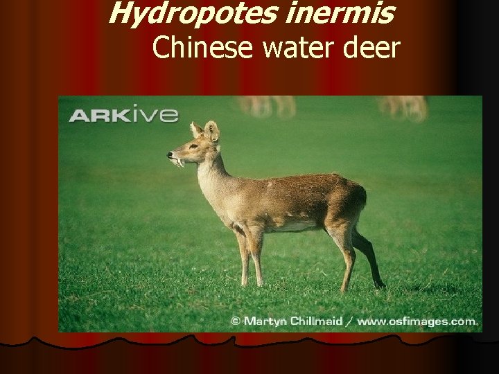 Hydropotes inermis Chinese water deer 