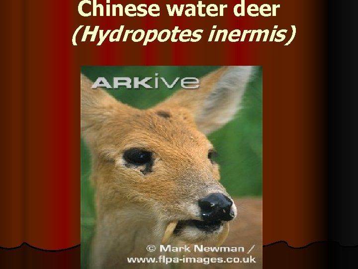Chinese water deer (Hydropotes inermis) 