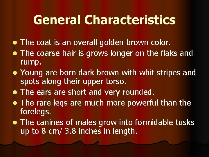 General Characteristics l l l The coat is an overall golden brown color. The