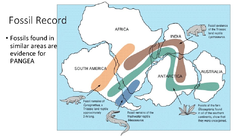 Fossil Record • Fossils found in similar areas are evidence for PANGEA 