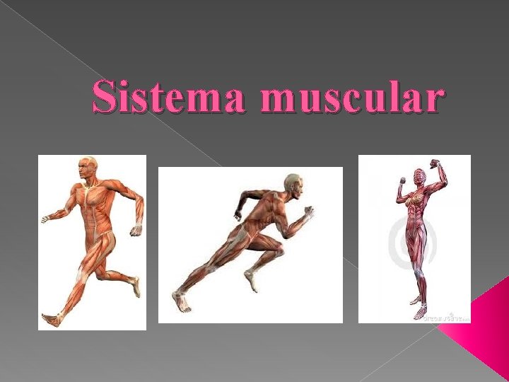 Sistema muscular 