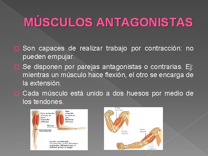 MÚSCULOS ANTAGONISTAS Son capaces de realizar trabajo por contracción: no pueden empujar. � Se