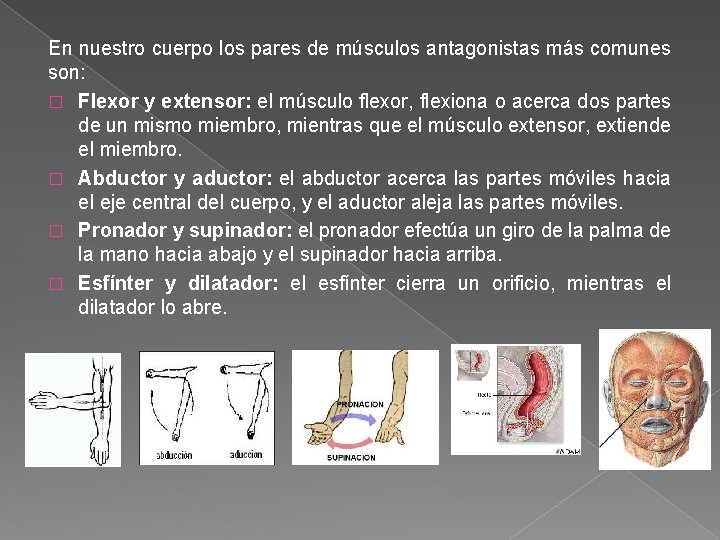 En nuestro cuerpo los pares de músculos antagonistas más comunes son: � Flexor y