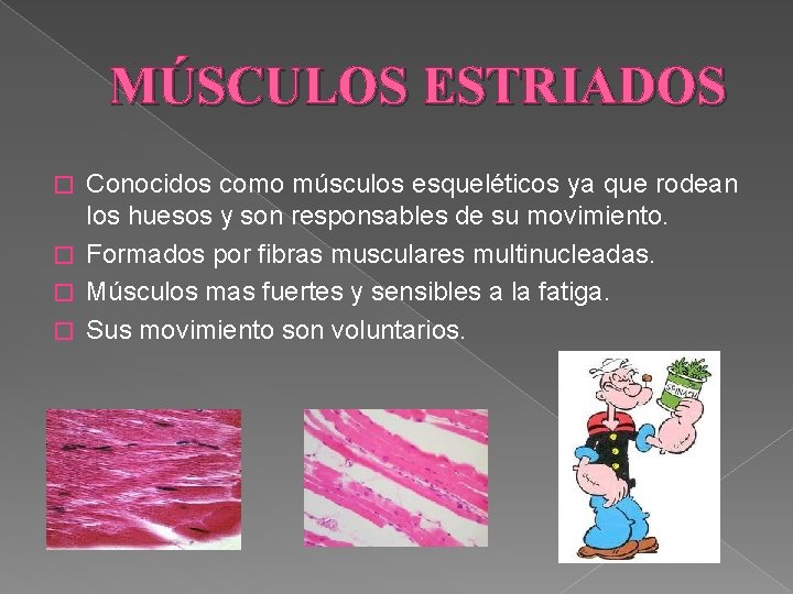 MÚSCULOS ESTRIADOS Conocidos como músculos esqueléticos ya que rodean los huesos y son responsables