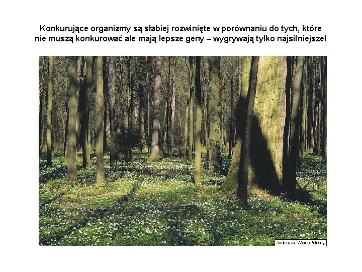 Konkurujące organizmy są słabiej rozwinięte w porównaniu do tych, które nie muszą konkurować ale Konkurujące organizmy są słabiej rozwinięte w porównaniu do tych, które nie muszą konkurować ale