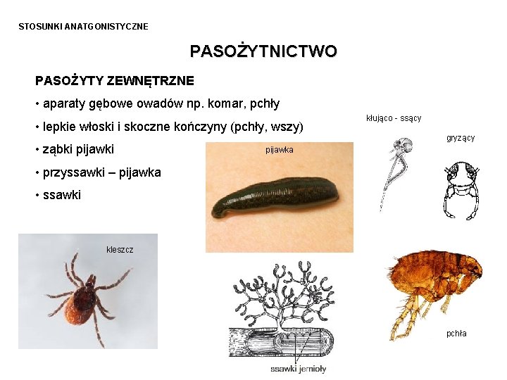 STOSUNKI ANATGONISTYCZNE PASOŻYTNICTWO PASOŻYTY ZEWNĘTRZNE • aparaty gębowe owadów np. komar, pchły • lepkie