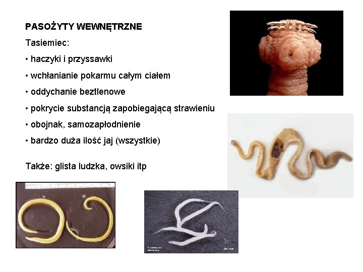 PASOŻYTY WEWNĘTRZNE Tasiemiec: • haczyki i przyssawki • wchłanianie pokarmu całym ciałem • oddychanie PASOŻYTY WEWNĘTRZNE Tasiemiec: • haczyki i przyssawki • wchłanianie pokarmu całym ciałem • oddychanie