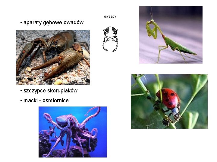 gryzący • aparaty gębowe owadów • szczypce skorupiaków • macki - ośmiornice 