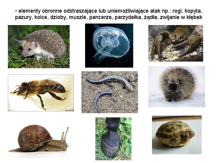 • elementy obronne odstraszające lub uniemożliwiające atak np. : rogi, kopyta, pazury, kolce, • elementy obronne odstraszające lub uniemożliwiające atak np. : rogi, kopyta, pazury, kolce,
