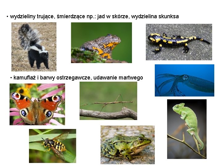 • wydzieliny trujące, śmierdzące np. : jad w skórze, wydzielina skunksa • kamuflaż • wydzieliny trujące, śmierdzące np. : jad w skórze, wydzielina skunksa • kamuflaż