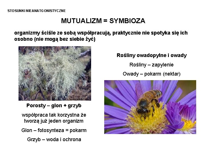 STOSUNKI NIEANATGONISTYCZNE MUTUALIZM = SYMBIOZA organizmy ściśle ze sobą współpracują, praktycznie spotyka się ich STOSUNKI NIEANATGONISTYCZNE MUTUALIZM = SYMBIOZA organizmy ściśle ze sobą współpracują, praktycznie spotyka się ich