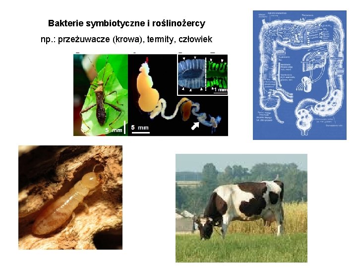 Bakterie symbiotyczne i roślinożercy np. : przeżuwacze (krowa), termity, człowiek 