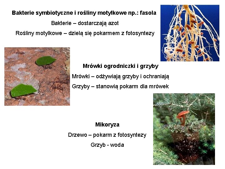 Bakterie symbiotyczne i rośliny motylkowe np. : fasola Bakterie – dostarczają azot Rośliny motylkowe