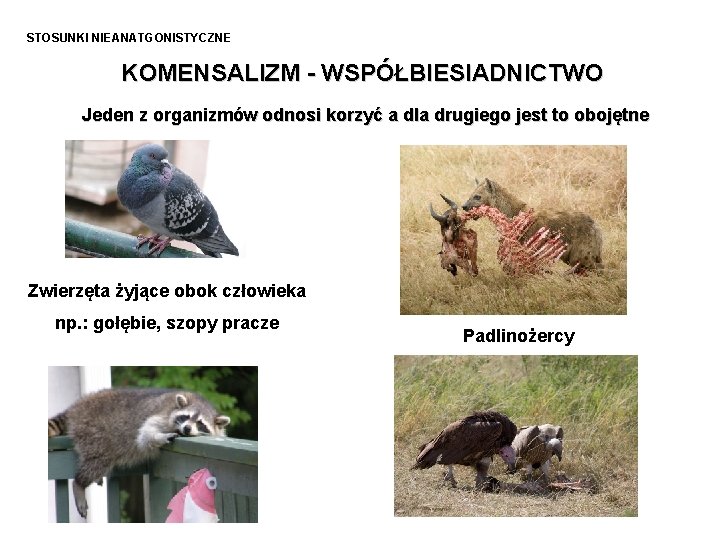 STOSUNKI NIEANATGONISTYCZNE KOMENSALIZM - WSPÓŁBIESIADNICTWO Jeden z organizmów odnosi korzyć a dla drugiego jest