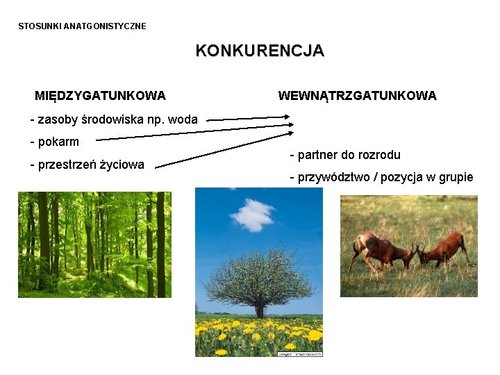 STOSUNKI ANATGONISTYCZNE KONKURENCJA MIĘDZYGATUNKOWA WEWNĄTRZGATUNKOWA - zasoby środowiska np. woda - pokarm - przestrzeń STOSUNKI ANATGONISTYCZNE KONKURENCJA MIĘDZYGATUNKOWA WEWNĄTRZGATUNKOWA - zasoby środowiska np. woda - pokarm - przestrzeń