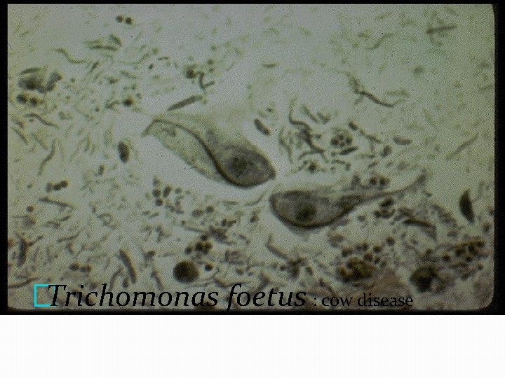 �Trichomonas foetus : cow disease 
