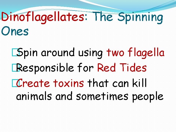 Dinoflagellates: The Spinning Ones �Spin around using two flagella �Responsible for Red Tides �Create