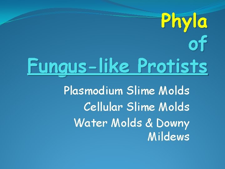 Phyla of Fungus-like Protists Plasmodium Slime Molds Cellular Slime Molds Water Molds & Downy