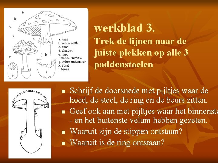 werkblad 3. Trek de lijnen naar de juiste plekken op alle 3 paddenstoelen n