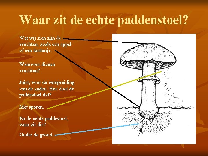 Waar zit de echte paddenstoel? Wat wij zien zijn de vruchten, zoals een appel