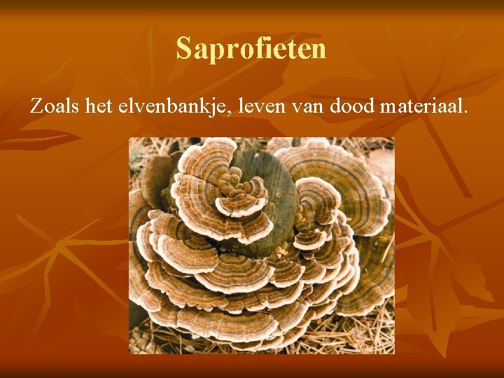 Saprofieten Zoals het elvenbankje, leven van dood materiaal. 