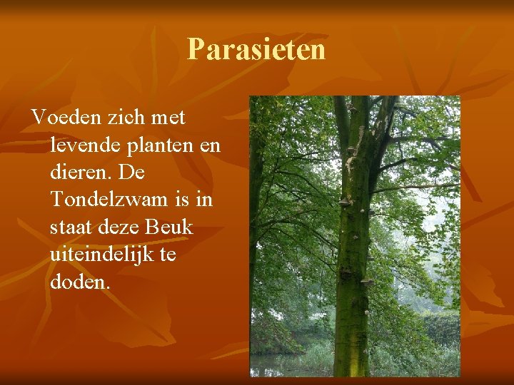 Parasieten Voeden zich met levende planten en dieren. De Tondelzwam is in staat deze