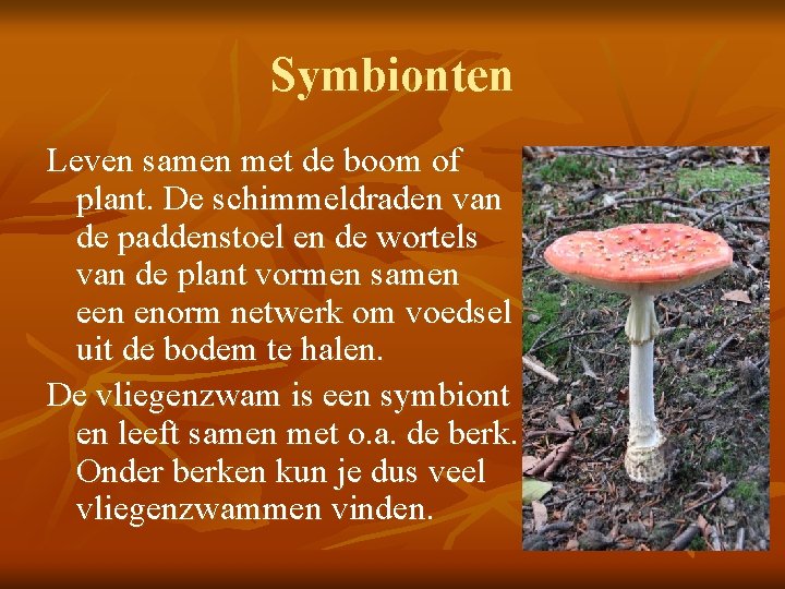 Symbionten Leven samen met de boom of plant. De schimmeldraden van de paddenstoel en