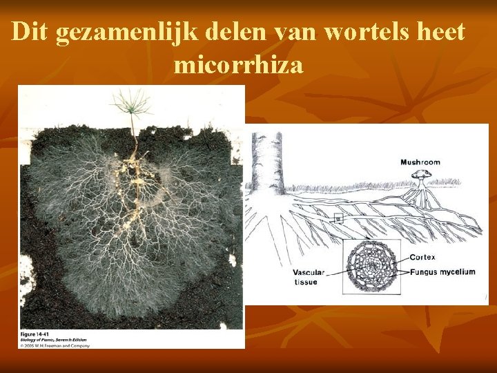 Dit gezamenlijk delen van wortels heet micorrhiza 