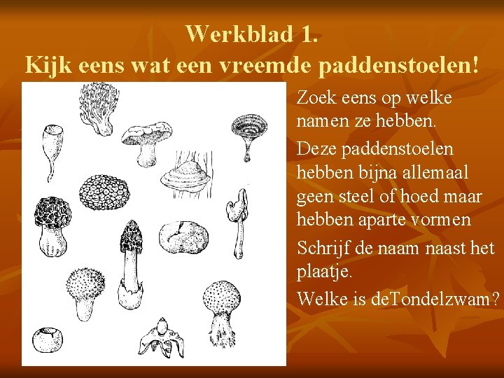 Werkblad 1. Kijk eens wat een vreemde paddenstoelen! Zoek eens op welke namen ze