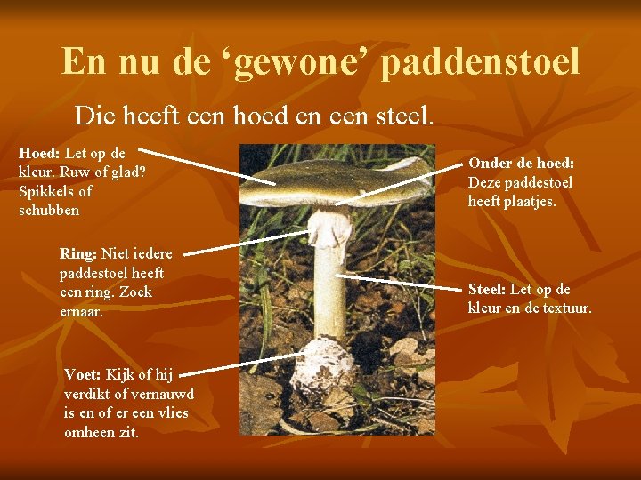 En nu de ‘gewone’ paddenstoel Die heeft een hoed en een steel. Hoed: Let