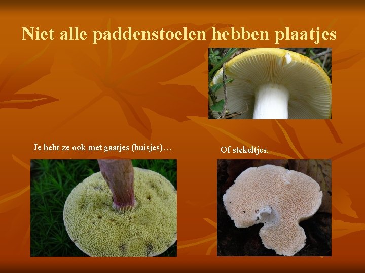 Niet alle paddenstoelen hebben plaatjes Je hebt ze ook met gaatjes (buisjes)… Of stekeltjes.