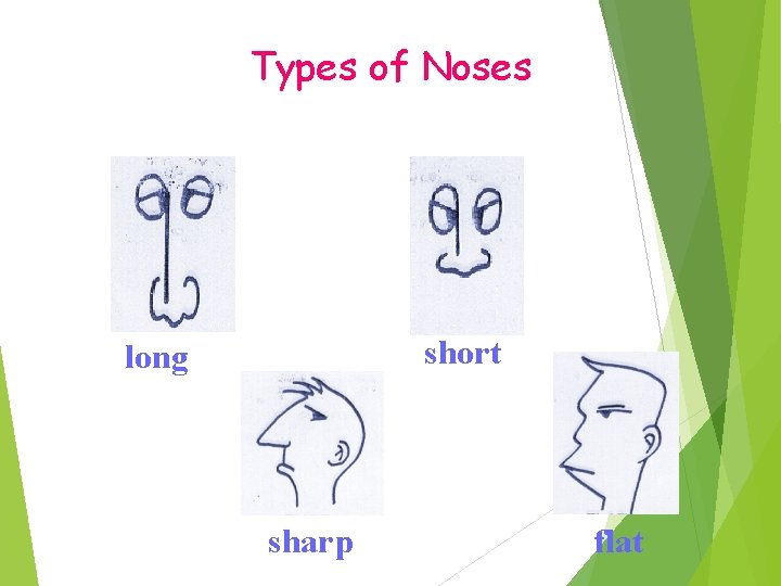 Types of Noses short long sharp flat 