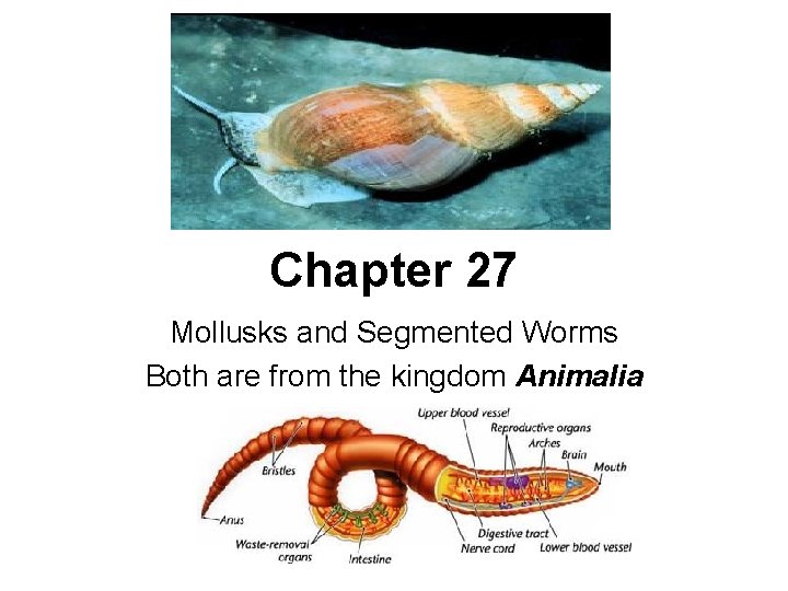 Chapter 27 Mollusks and Segmented Worms Both are from the kingdom Animalia 