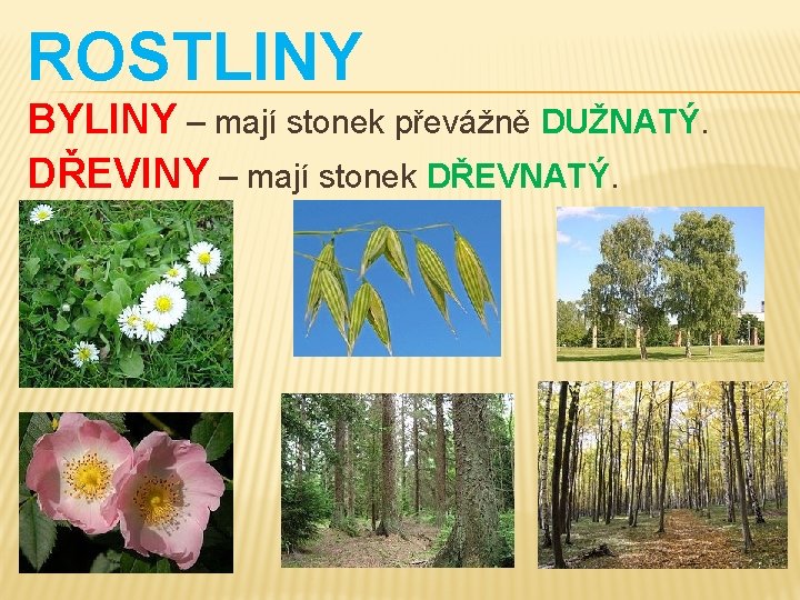 ROSTLINY BYLINY – mají stonek převážně DUŽNATÝ. DŘEVINY – mají stonek DŘEVNATÝ. 