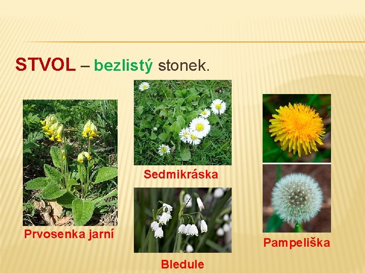 STVOL – bezlistý stonek. Sedmikráska Prvosenka jarní Pampeliška Bledule 