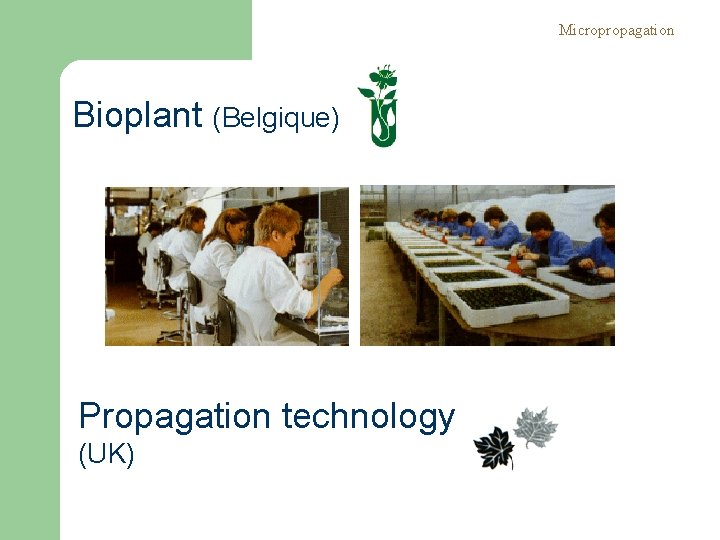 Micropropagation Bioplant (Belgique) Propagation technology (UK) 