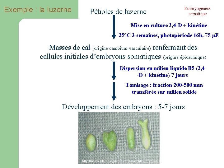 Exemple : la luzerne Pétioles de luzerne Embryogenèse somatique Mise en culture 2, 4 Exemple : la luzerne Pétioles de luzerne Embryogenèse somatique Mise en culture 2, 4