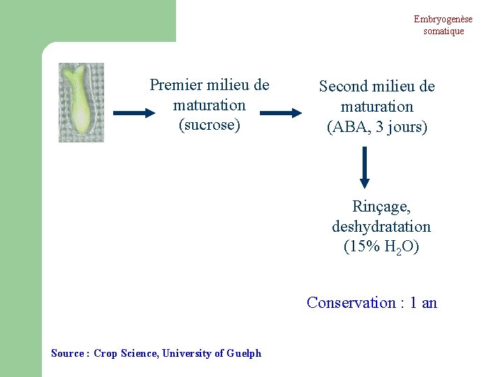 Embryogenèse somatique Premier milieu de maturation (sucrose) Second milieu de maturation (ABA, 3 jours)